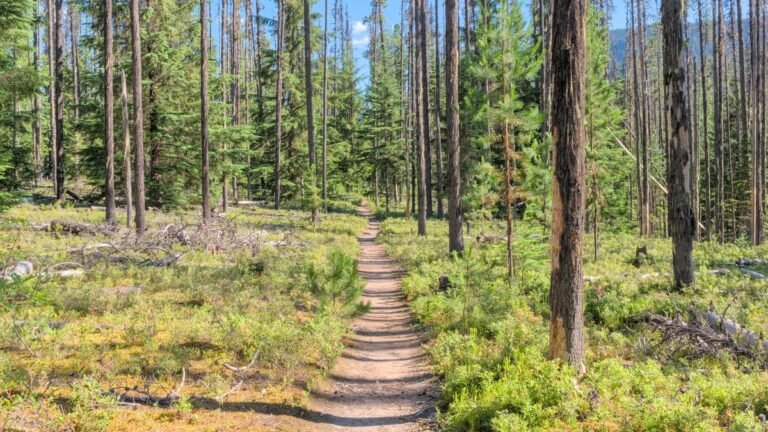 Walking in Grantham: Easy Routes, Walking Groups and Everyday Health Benefits